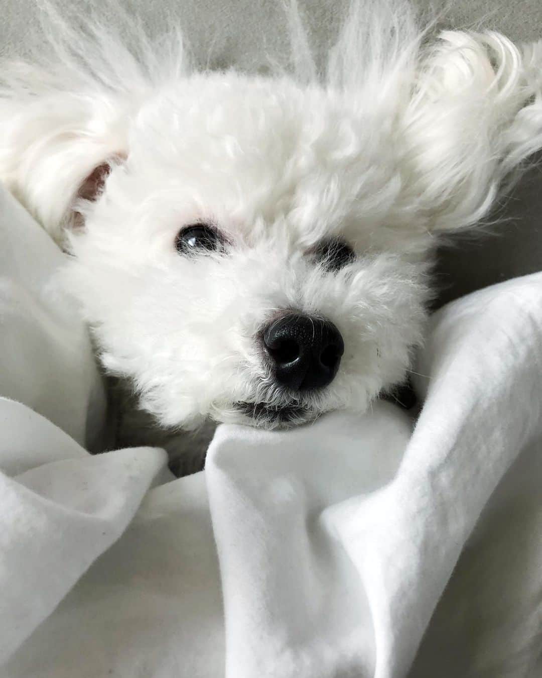 井深克彦さんのインスタグラム写真 - (井深克彦Instagram)「.﻿ 🌿🐶🛌﻿ ﻿ 👦🏻.o（いとしい...）﻿ ﻿ #dog #dogstagram #dogstagram_japan  #toypoodle #toypoodlelove  #toypoodlewhite  #toypoodleworld #pelo」4月23日 11時49分 - ibuka_katsuhiko