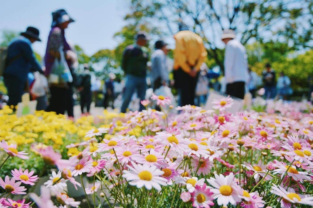 平塚市さんのインスタグラム写真 - (平塚市Instagram)「* 【おうちで#hiratsukagood】 今日の撮りため写真は緑化まつり。 毎年4月末に開催される 総合公園の人気イベントです🌸 残念ながら今年は中止ですが 来年の開催を目指して、 今は手洗い・うがい、咳エチケット！  お出かけできないおうち時間を 少しでも楽しんでもらうため、 撮りためた平塚の写真を投稿する #_h_i_r_a_t_s_u_k_a_g_o_o_d を提案中  #ソーシャルディスタンシング にちなみ、 ハッシュタグにも２ｍ距離を置いてもらいました。  あなたが撮影した平塚のお気に入り写真を このハッシュタグで紹介してね。 (もちろん、#hiratsukagood もお忘れなく♪) * #手をつなぎたくなる街 #hiratsukagood #hiratsuka#平塚 #kanagawaphotoclub #_h_i_r_a_t_s_u_k_a_g_o_o_d #アンダーバー1つにつき2メートル #ソーシャルディスタンシング #socialdistance #socialdistancing #写真好きな人と繋がりたい #写真撮ってる人と繋がりたい #写真整理#過去pic #緑化まつり#平塚市総合公園」4月23日 12時12分 - hiratsukagood