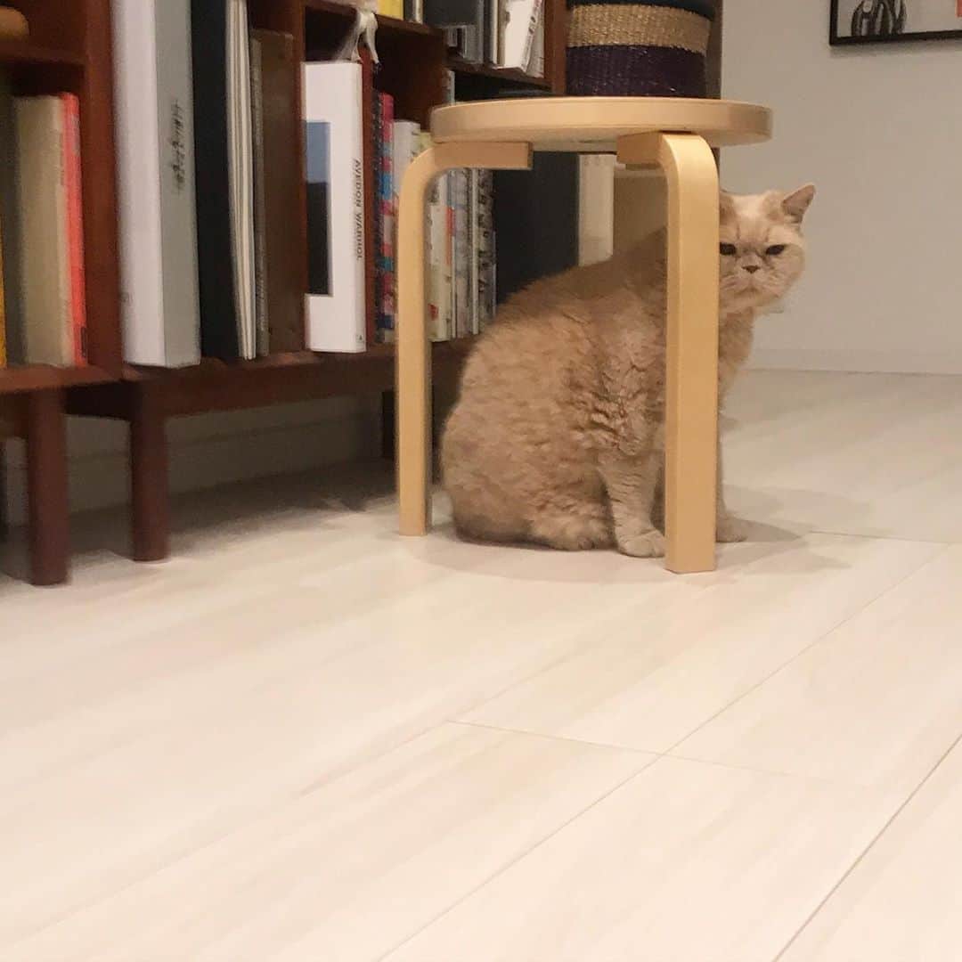 濱中鮎子のインスタグラム：「ちょっと椅子を適当に動かしたら、 そこで雨宿りしていた。  #cat #ネコ #小心者の親分 #チャイ坊 #チャイ #chai #britishshorthair #ブリティッシュショートヘア #クラッシュフェイス #ぶチャイく #愛の交歓」