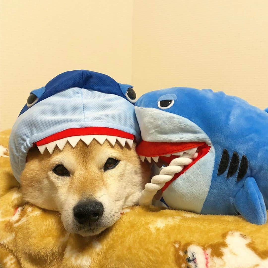 マロたんさんのインスタグラム写真 - (マロたんInstagram)「All at once, a shark appeared. この度、ペットパラダイスプレミアムモニターに任命していただきました！ こんなご時世、おうちでわんことたのしく遊ぼう サメの着ぐるみとサメのおもちゃ、最高…(着ぐるみはもともと持ってた…ペットパラダイス好きすぎる😍) @petparadise_rakuten  #ペットパラダイス　#petparadise　#PR #ペットパラダイス楽天市場店 #いぬすたぐらむ #犬のいる暮らし #いぬ部」4月23日 22時43分 - minapple