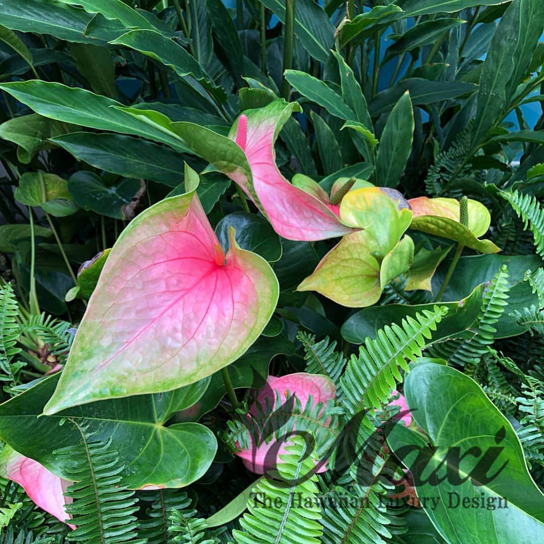 のインスタグラム：「Happy Aloha Friday🤙 #maxi #maxihawaiianjewelry #hawaiianjewelry #hawaiianheirloom #hawaii #hawaiian #aloha #マキシ #マキシハワイアンジュエリー #ハワイアンジュエリー #ハワイ #ハワイアン #アロハ」