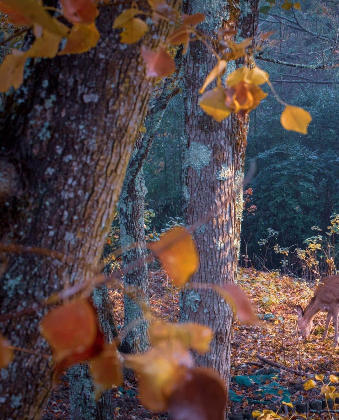 kyoko_zzzのインスタグラム：「Serene forest  #deerforest #narajapan」