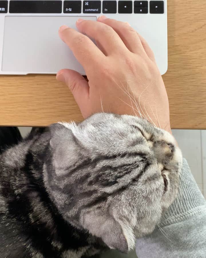 Shishi-maruのインスタグラム：「🐱今日は仕事にならなかった。 でもそれで済むなら、それでいい。 🐱 I’m working from home everyday. ーーーーーーーーーーーーー 🌺「渋ネコ ししまるさん」ねこのきもちWEB MAGAZINE にて毎週金曜日エッセイの連載中 ーーーーーーーーーーー 📕「ぷっちねこ。」「3匹のちいさな猫を召喚できたなら」「ちいさな猫を召喚できたなら」徳間書店より単行本発売中 ーーーーーーーーーーー ⭐︎ししまる→@emonemon 🌺Twitter →@taco_emonemon ーーーーーーーーーーー」