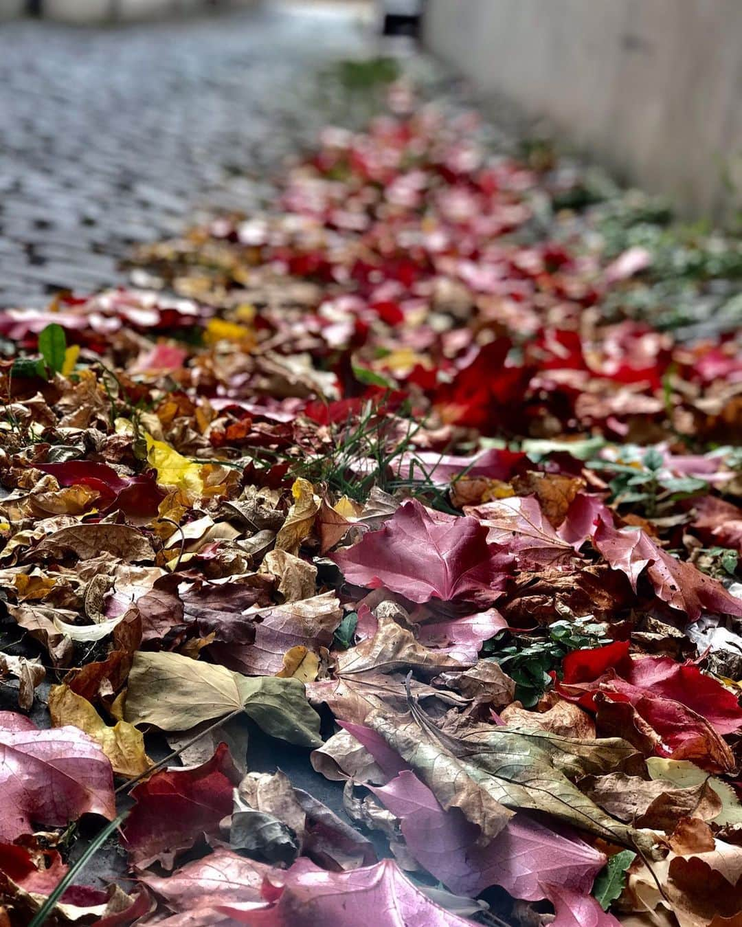 Elcin Sanguのインスタグラム：「Çektiğimiz güzel fotoğrafları da mı koymayalım?🍁🍂」