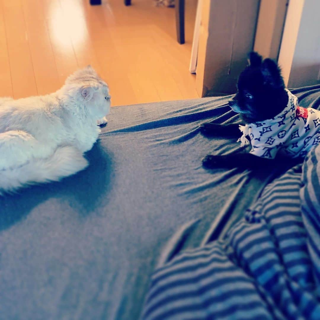 SATOKOさんのインスタグラム写真 - (SATOKOInstagram)「椅子に普通に座ってる猫と今晩のメインの #角煮 と犬猫会議と猫の変なタイミングを激写。 #stayhome #magiyoo #sheesha #dogandcat #犬と猫のいる暮らし #おうちごはん #自粛中の過ごし方」4月23日 23時47分 - fc_satoko