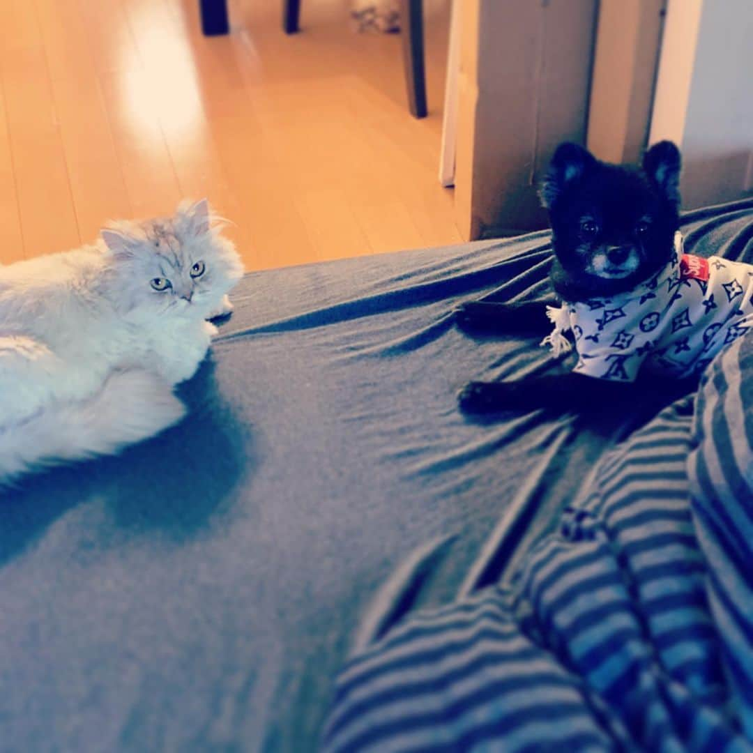 SATOKOさんのインスタグラム写真 - (SATOKOInstagram)「椅子に普通に座ってる猫と今晩のメインの #角煮 と犬猫会議と猫の変なタイミングを激写。 #stayhome #magiyoo #sheesha #dogandcat #犬と猫のいる暮らし #おうちごはん #自粛中の過ごし方」4月23日 23時47分 - fc_satoko