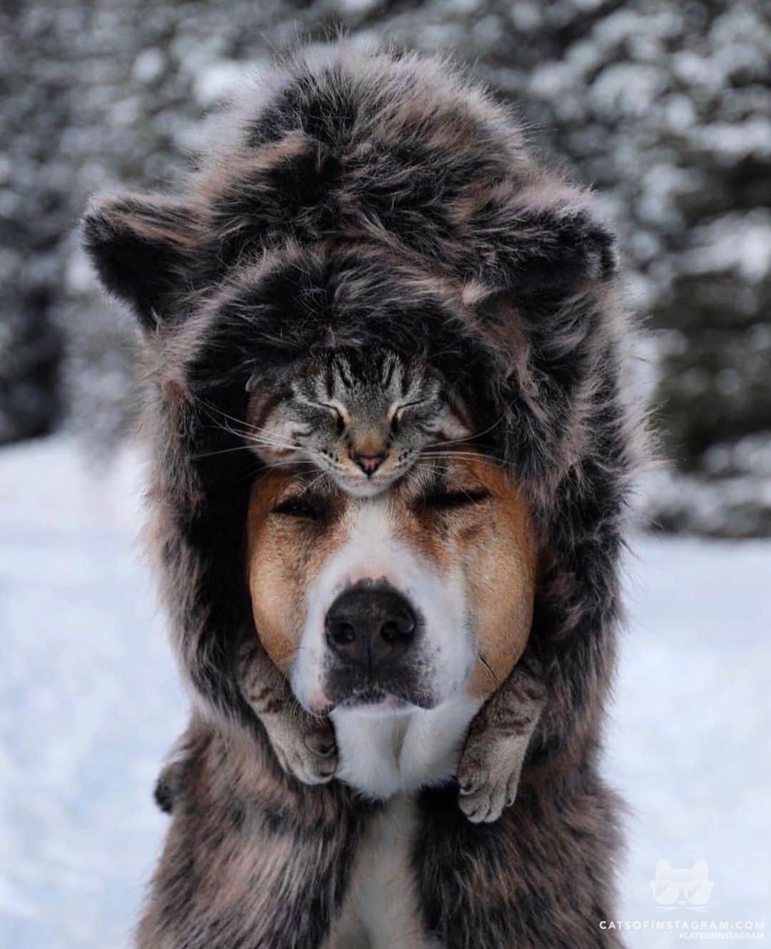 Cats of Instagramさんのインスタグラム写真 - (Cats of InstagramInstagram)「From @henrythecoloradodog: “Coziest little bear cubs 🐻 Hood is made from Faux (Fake) fur.” #catsofinstagram」4月23日 23時48分 - cats_of_instagram