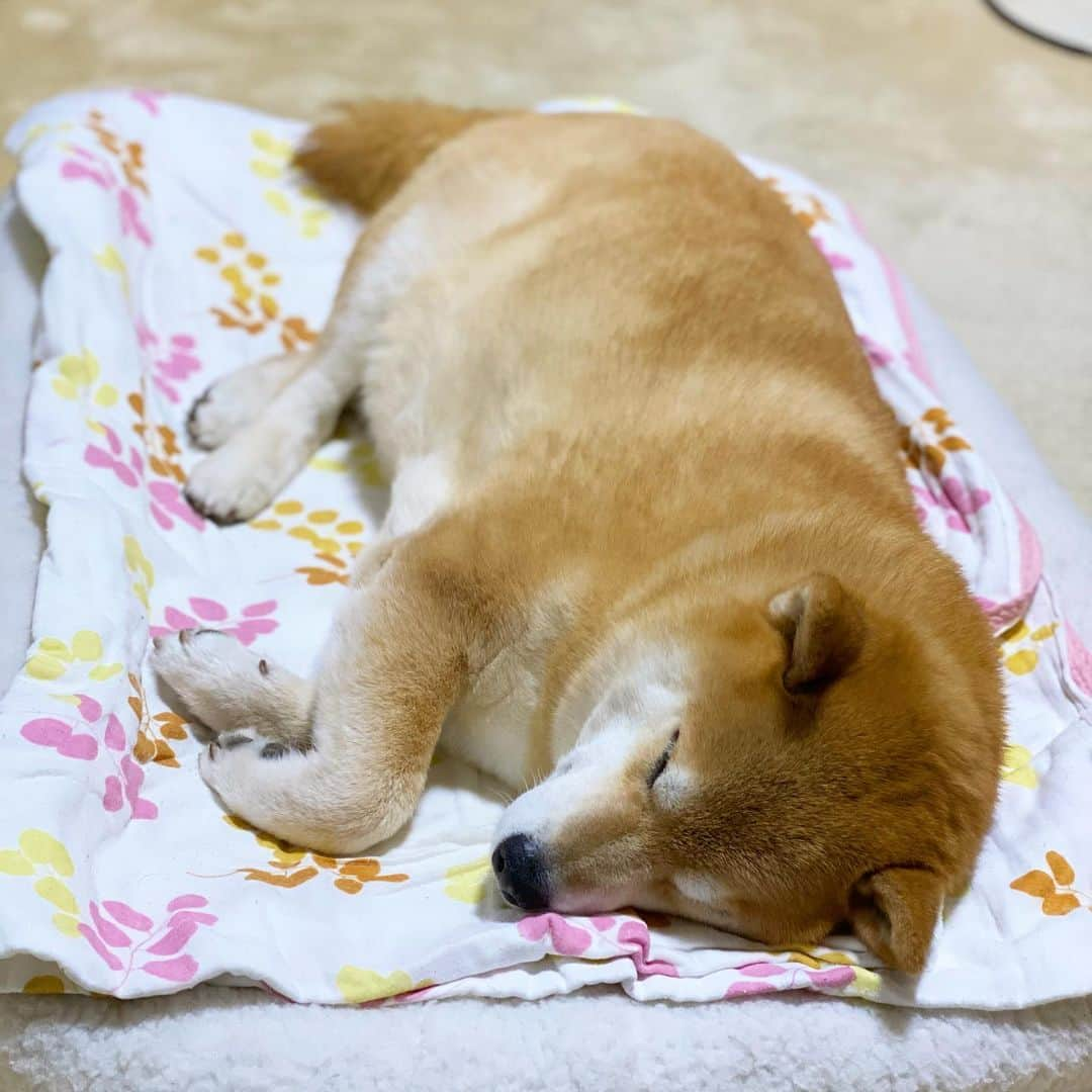 まる（まるたろう）さんのインスタグラム写真 - (まる（まるたろう）Instagram)「Good night!✨🐶💤✨今日は唐揚げ美味しかったな〜☺️ #端っこ少しもらえたの☺️ #明日も唐揚げ屋さんの前で #待ち伏せしようかな🤔 #まる天才かも #張り込みに必要なパンとミルクは #パパが買ってきてね」4月23日 23時52分 - marutaro