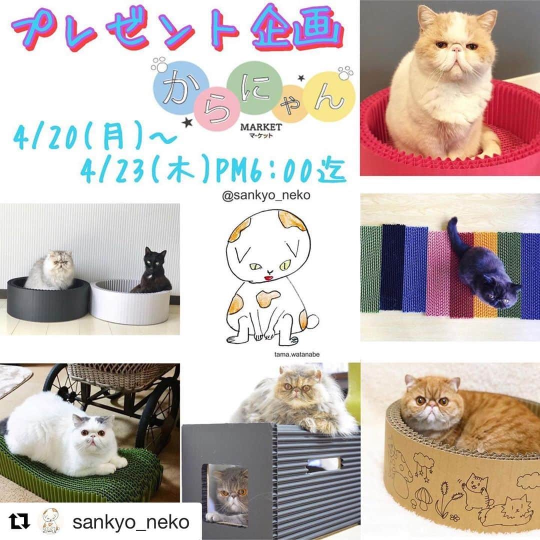 コテツさんのインスタグラム写真 - (コテツInstagram)「2020/4/23 応募します  #Repost @sankyo_neko with @get_repost ・・・ テーマ「プレゼント企画」 ・ ・ ⚠️Instagram限定⚠️ ・ コロナウイルスによる暗雲が世界中を覆い尽くしてしまいました。仕事もプライベートも大きな影響や制限を受け、下を向く事ばかりです。 しかし‼️こんな時だからこそ上を向きましょう‼️沈んでばかりはいられません‼️暗くならずに楽しい事しよーZE‼️ って事で久し振りにやり〼‼️ コロナウイルスをぶっ飛ばせ👊 🎁緊急プレゼント企画🎁 ・ @sankyo_neko ・ フォロワー様限定、新規フォロワー様も大歓迎🙌 ※日本在住の方に限り〼 期間⇨4/20(月)只今〜4/23(木)PM6:00まで プレゼント賞品🎁⇨ねころぶにゃん×1ケ、もしくはねころぶにゃんスマート×1ケ、もしくはくつろぐにゃん ×1ケ🎁どれか1つです‼️ 抽選方法⇨ビンゴのガラガラを使用し、出た数字に応募した方々が当選です👀 当選数字は1ヶ‼️1つの数字に複数名の応募があっても全員当選です‼️ ・ それでは応募方法の説明です🗣 ①.sankyo_nekoをフォローし、この投稿をリポストもしくはスクリーンショットしてご自身のフィードへ投稿 ⚠️sankyo_nekoのタグ付けをお忘れなく🙏 ②.1〜75までのお好きな数字を1つ選び、わたしのこの投稿のコメント欄へ書き込んで下さい🙏普通にやってもつまらないので、番号の後にコロナウイルスに対する「#駆逐してやる‼ ︎」の一言を添えて下さい💪 コメント例 35番、#駆逐してやる‼︎ ・ やる事はたったこれだけ、後は抽選結果の発表を待つだけの簡単なお仕事✌️ この投稿のコメント欄が「#駆逐してやる‼ ︎」で埋まるのが楽しみです😂 ・ 抽選結果の発表は4月25日(土)昼頃に投稿します✨ ・ 🚨最後に注意点です、トラブル防止の為ご協力下さい🚨 期間中は混乱を防ぐ為にフィードへの新たな投稿は行いません。 注意点のまとめ等は全てストーリーズでのお知らせに限定させて頂きますのでご了承下さい。 ・ それでは只今よりスタートです‼️ ご家族、ご友人、会社の同僚、ご近所さん、町内会の皆さん等々、たくさんの方々をお誘い合わせの上、奮ってご参加下さい🙌🙌🙌 ではでは、レッツらGo〜💨 ・ #プレゼント企画 #からにゃんマーケット」4月23日 15時03分 - kotetuchan