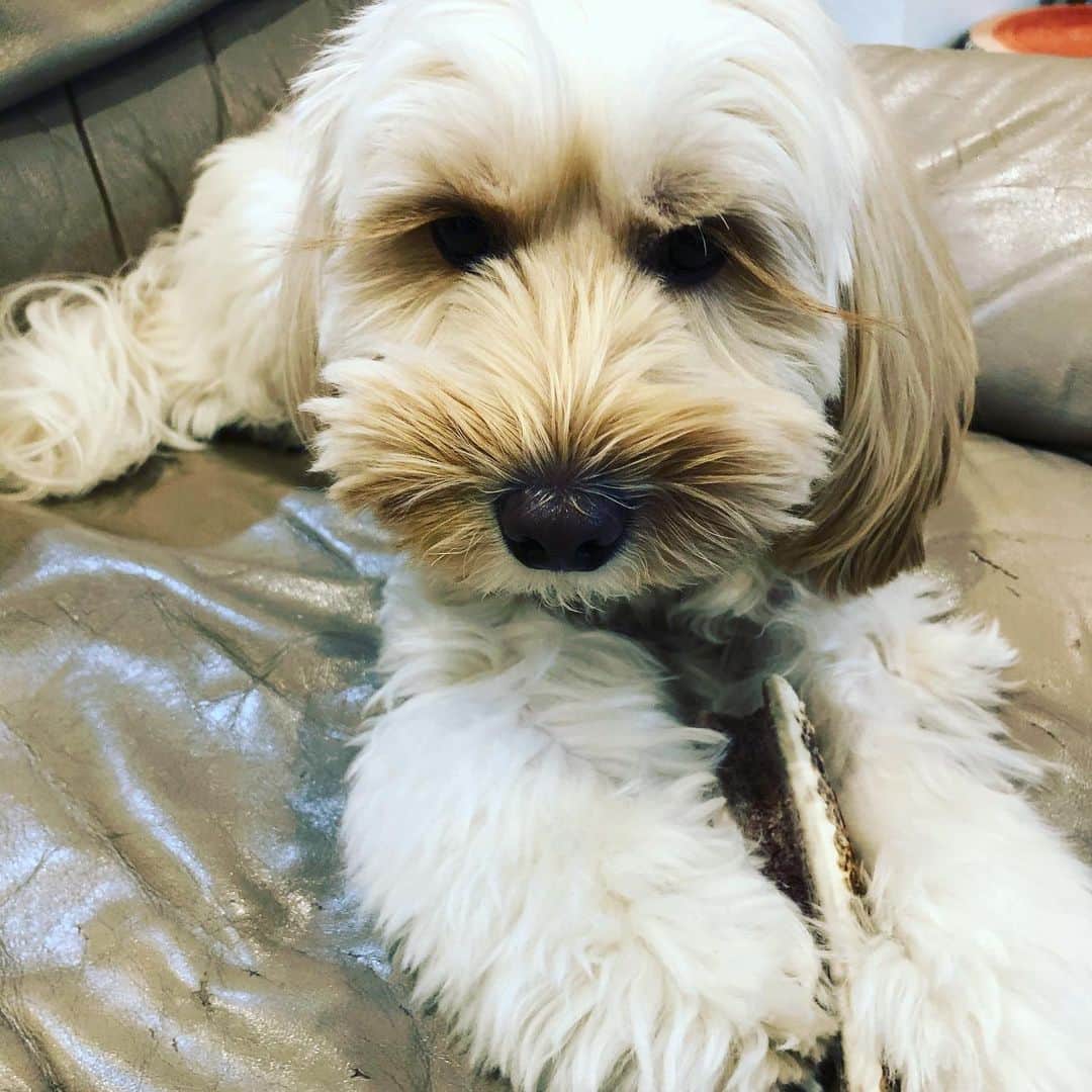 北山陽一のインスタグラム：「その間暇なのでツノをかじるそうです。#きたやまおもち」