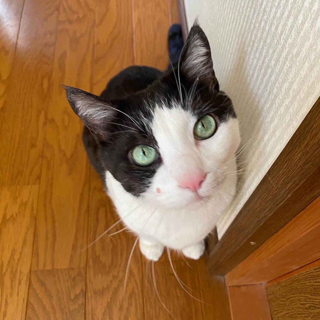 野間美由紀さんのインスタグラム写真 - (野間美由紀Instagram)「二階の和室に入れろと要求する猫たち。」4月23日 15時23分 - rose_m