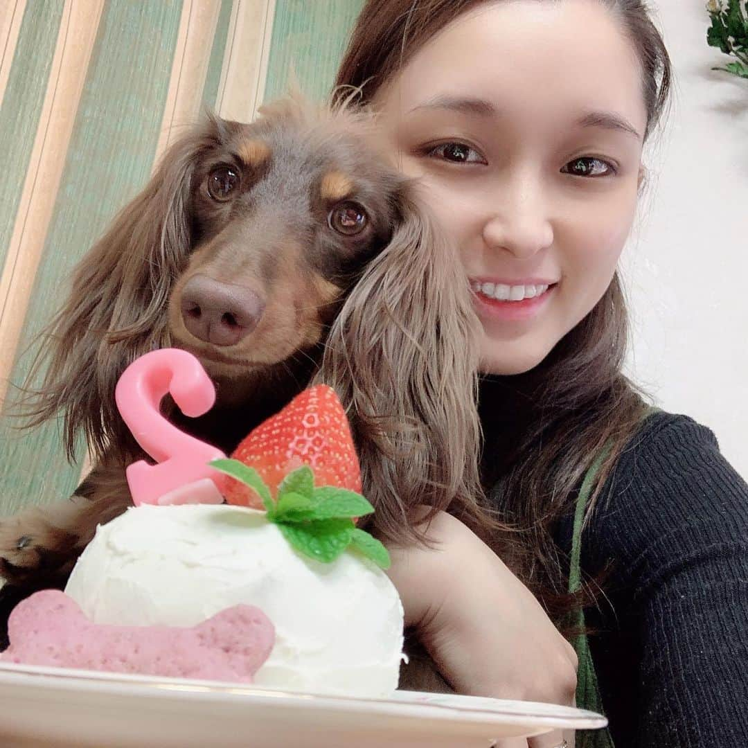 ぱにゃえのインスタグラム：「ベリー2歳の誕生日🥳✨ ケーキを買いに行けないので作ったよ😋 サツマイモとヨーグルトで意外と簡単にー🎂  #手作り犬ケーキ #おうち時間 #stayhome #2歳誕生日」