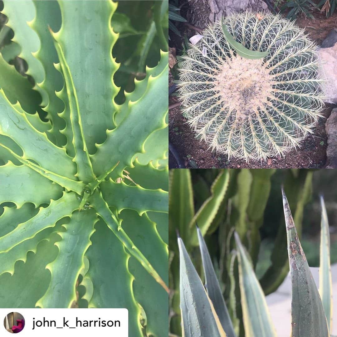 ギーブス&ホークスさんのインスタグラム写真 - (ギーブス&ホークスInstagram)「Repost our Creative Director @john_k_harrison  Part 4. ‘ case studies ‘. ‘ from the design stage we develop the individual ideas up to a finished garment. The following slides show how from an initial idea an item is realised. The cactus from SS began with a photo of succulents, and a fern embroidery. Draw up and placed on the garment by the talented Edward , it forms a engineered repeat pattern. Woven panel by panel to create the final jacket as shown. ‘The boat scarf was a vintage Gieves scarf from the 60’s which we re scaled and used in different areas , a lining for a mac, and a pocket square. ‘The blossom floral was a vintage piece of wallpaper that Emily cleverly re worked into a scarf and tie and pocket square. The lead image is our crown ships logo , 1771 , a gift to Robert Gieve , as it is usually reserved for naval use.」4月23日 15時53分 - gieveslondon