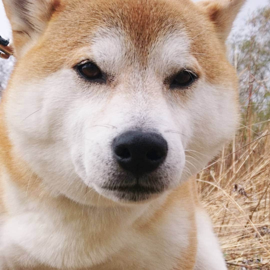 柴犬⭐️サスケさんのインスタグラム写真 - (柴犬⭐️サスケInstagram)「こんにちわん #柴犬#赤柴#犬ら部#わんだフォ#ふわもこ部#pecoいぬ部#shibagram#shibastagram#🐶📷 #🐶」4月23日 16時10分 - shiba20150405