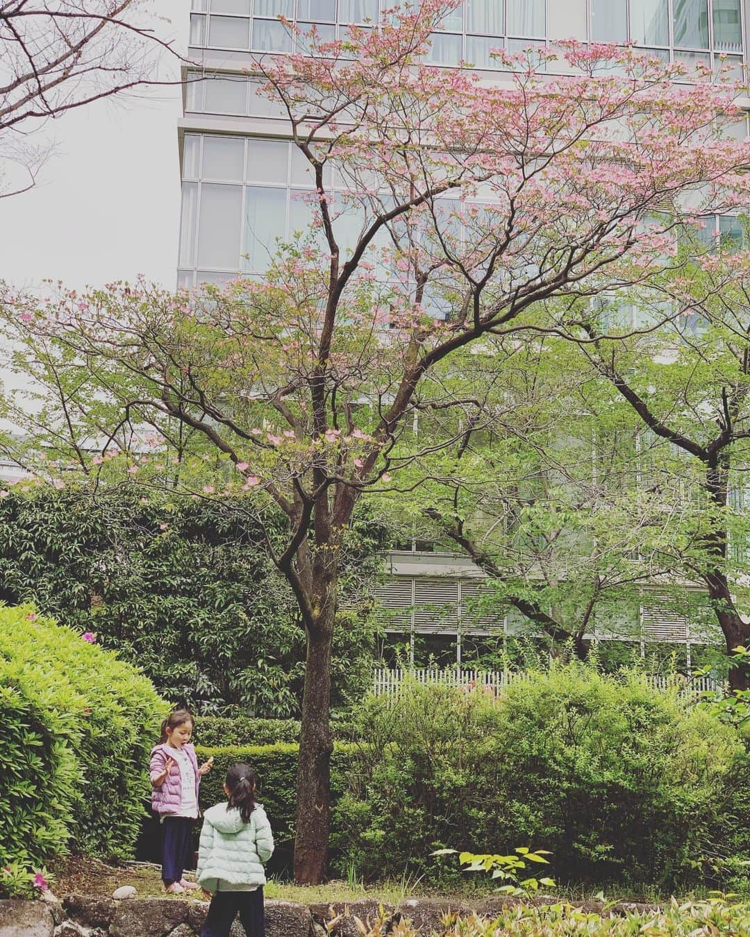 伊藤孝恵さんのインスタグラム写真 - (伊藤孝恵Instagram)「満開の花水木。 一青窈さんの「ハナミズキ」には平和への願いが込められているそう。歌の最後には、  僕の我慢がいつか実を結び 果てない波がちゃんと 止まりますように 君と好きな人が 百年続きますように  コロナの収束を願いながら… 皆さまどうか、今日も健康でいて下さい。  #ハナミズキ #満開 #平和への願い #一青窈 #君と好きな人が100年続きますように #皆さま #健康でいて下さい #コロナ #コロナに負けるな #乗り越えよう #stayhome #staysafe #stayalive #参議院議員 #やらねばならぬ #走り続ける #ジワジワ #仲間をつくる #2児の母 #女の子ママ #ワーママ #Domani #ドマーニ #domanist  #伊藤たかえ #伊藤孝恵」4月23日 16時24分 - itotakae