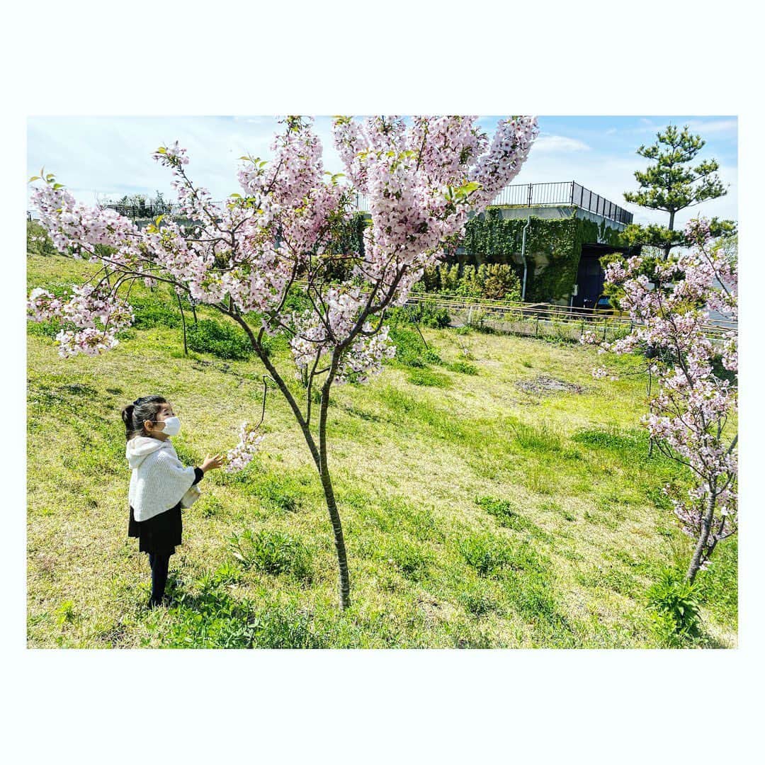 廣瀬規子さんのインスタグラム写真 - (廣瀬規子Instagram)「今朝、ラルちゃんを無事に見送ってきました。 ・ 17年、立派に生ききったラルちゃん。 ・ 火葬の前に、家族で棺にお花をいっぱい入れて見送りました。 ・ 気持ちを整理しようと思って、 今までのラルちゃんとの思い出を、ストーリーに沢山あげちゃったのですが、、、（すみません）整理なんて、、、そんな簡単に出来るわけないですよね。 ・ 時にはこっそり泣きつつ、 ラルちゃんに教えてもらった事を忘れず、いつものように日常を生きていこう。 ・ 火葬を待つ間、導かれるようにして辿り着いた公園では、 4年前の同じ頃、大好きな祖母を見送った時のような青空と、桜、そして、足腰が元気な時だったら、ラルフが笑顔で駆け回ったであろう、大好きな原っぱが広がっていました。 ・ ラルちゃん、 17年間、本当にありがとう。 ・ 虹の橋の向こうで、お友達と沢山駆けっこして遊ぶんだよ。 ・ また会おうね。」4月23日 16時29分 - noriko_style