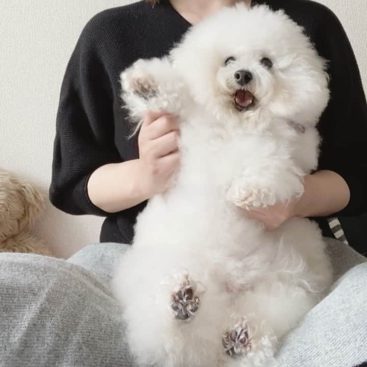ゆうのインスタグラム：「. . Hi👋My name is Ernie. I am a girl👯‍♀️✨ . Ernieという名前は大体が 男の子で使われるらしい。 日本で言うと太郎みたいな？？😂 . だからみんなアーニーを Boy👦🏻って言うのね（笑） . それでもお母さんは アーニーと言う名前が大好きよ❤️ . . . #そういやセサミのアーニーも #男の子だな #許せ我が娘 . . .」