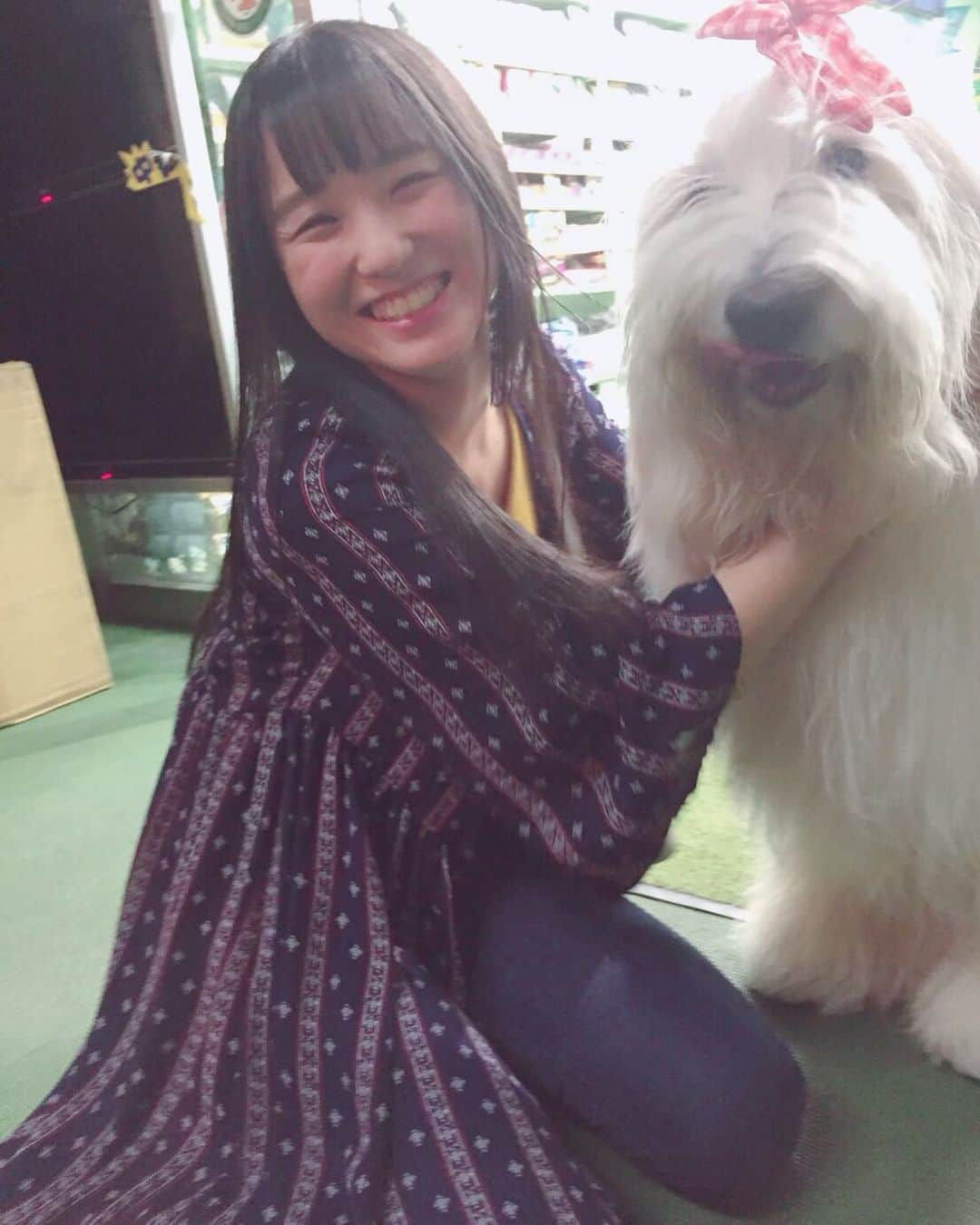 のインスタグラム：「・ 3年前に道端で出会ったオールドイングリッシュシープドッグちゃん✨🐶💖 ・ ・  #オールドイングリッシュシープドッグ  #犬  #犬バカ部 #dog #dogstagram #doglover #ブログ更新しました  #プロフィール欄からどうぞ」
