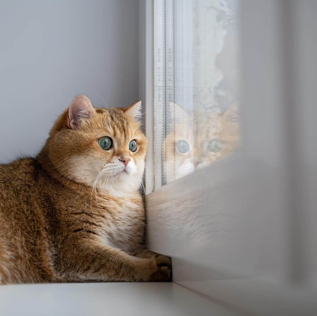 Hosicoさんのインスタグラム写真 - (HosicoInstagram)「We've got two cats at home! 🐱🐱」4月23日 17時30分 - hosico_cat