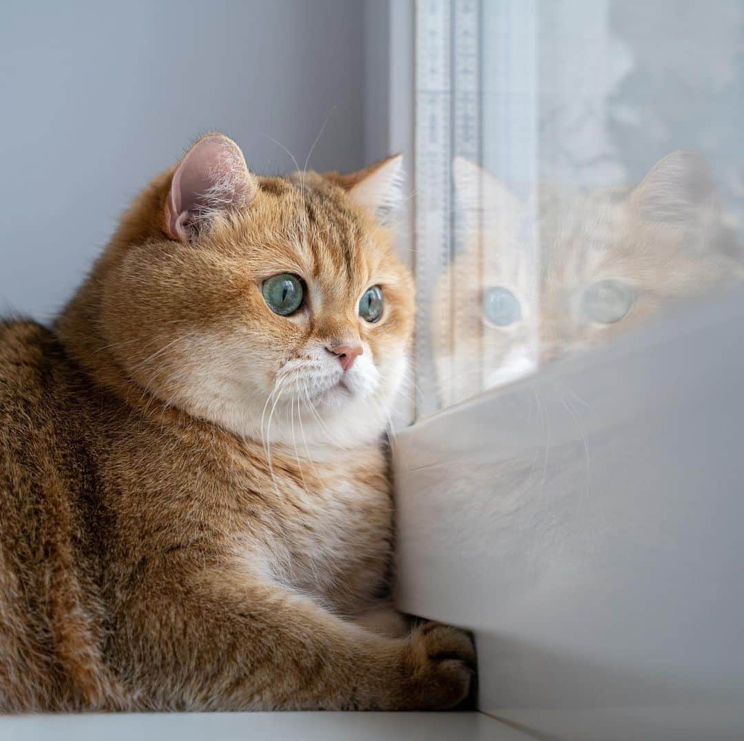 Hosicoさんのインスタグラム写真 - (HosicoInstagram)「We've got two cats at home! 🐱🐱」4月23日 17時30分 - hosico_cat