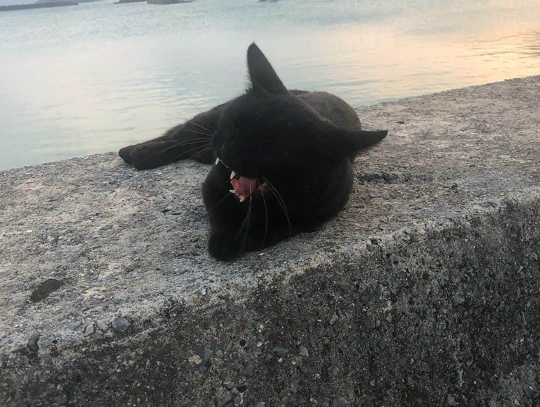 樹麗さんのインスタグラム写真 - (樹麗Instagram)「島のネコさん録。🐈…🐾 #kawaii #cat #zamamiisland」4月23日 17時43分 - juri_kami_0213