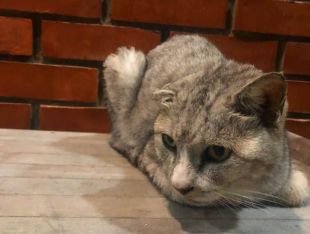 樹麗さんのインスタグラム写真 - (樹麗Instagram)「島のネコさん録。🐈…🐾 #kawaii #cat #zamamiisland」4月23日 17時43分 - juri_kami_0213