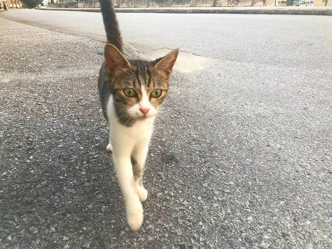 樹麗さんのインスタグラム写真 - (樹麗Instagram)「島のネコさん録。🐈…🐾 #kawaii #cat #zamamiisland」4月23日 17時43分 - juri_kami_0213