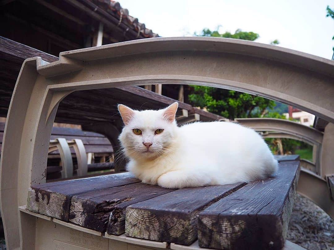樹麗のインスタグラム：「島のネコさん録。🐈…🐾 #kawaii #cat #zamamiisland」