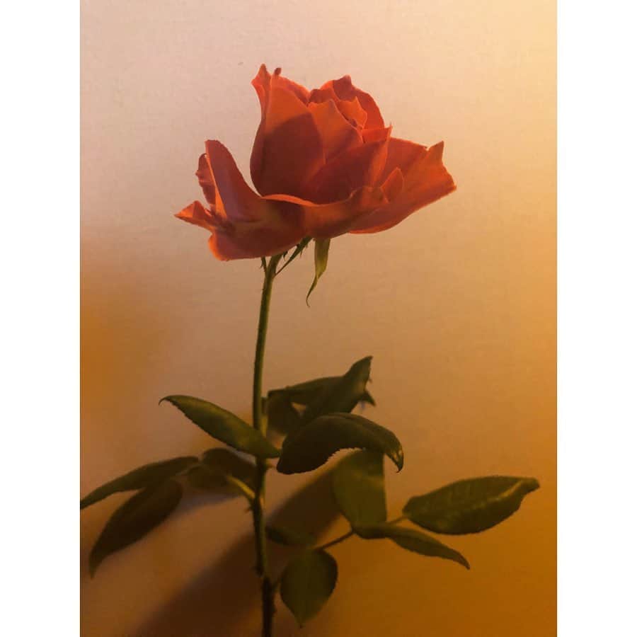 Baekのインスタグラム：「今日のお花は ブラックティーローズ (Black tea rose smell blackbtea)🌹☕️💭 ほんとに紅茶のような香りがするのです。色もすこし渋めで落ち着いた色。 他にエジプトでミイラが作れるときに入れていたミイラ薔薇とか(花も大きくてとーてもいい香り！) 薔薇にもこんなにいろんな種類と物語があるんだなーとたのしかった。 最近は家にいる時間が多いので花を飾って毎日みているのですが、 朝は大きく開いたり、夜は小さく花びらがどじったりしていることを見ているとわー！生きている！こんなに小さくて言葉も喋らないし派手に動いてもないのにちゃんと生きているんだ…！と思って胸がぎゅーっと、私もがんばろう！となります。 大変な時期だけどいままでは忙しかったり時間がなくて気づかなかった大事なことが最近色々みつかっているきがします。 生命力って素敵！」