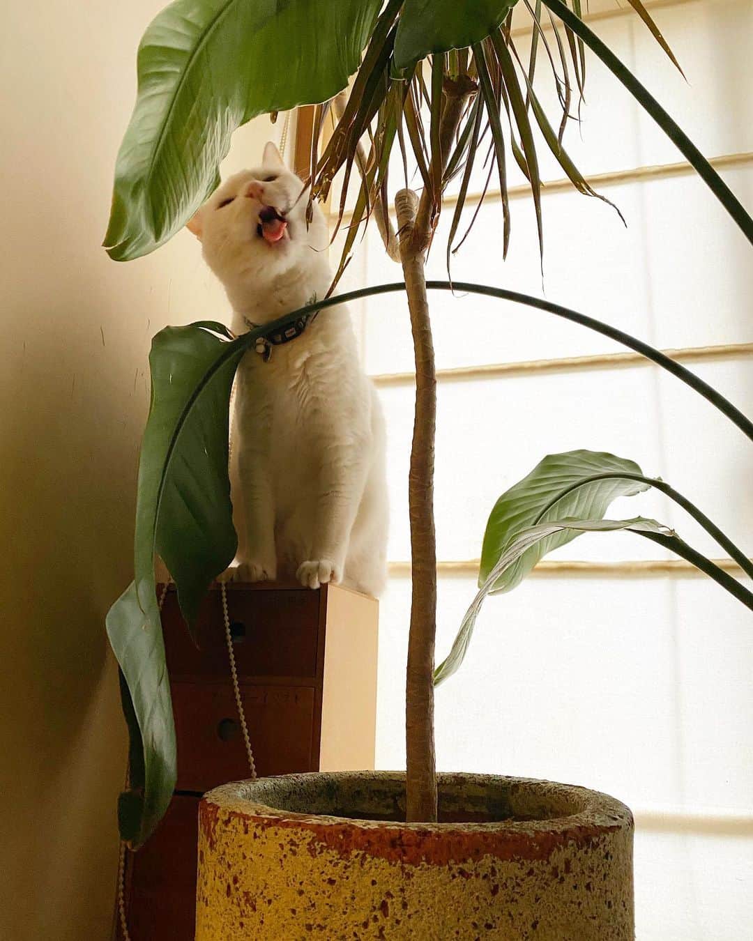 相原コージさんのインスタグラム写真 - (相原コージInstagram)「猫草じゃないのに... #ねこ　#しろねこ #猫草　#コンシンネ#観葉植物　#cat #whitecat」4月23日 18時10分 - kojiaihara