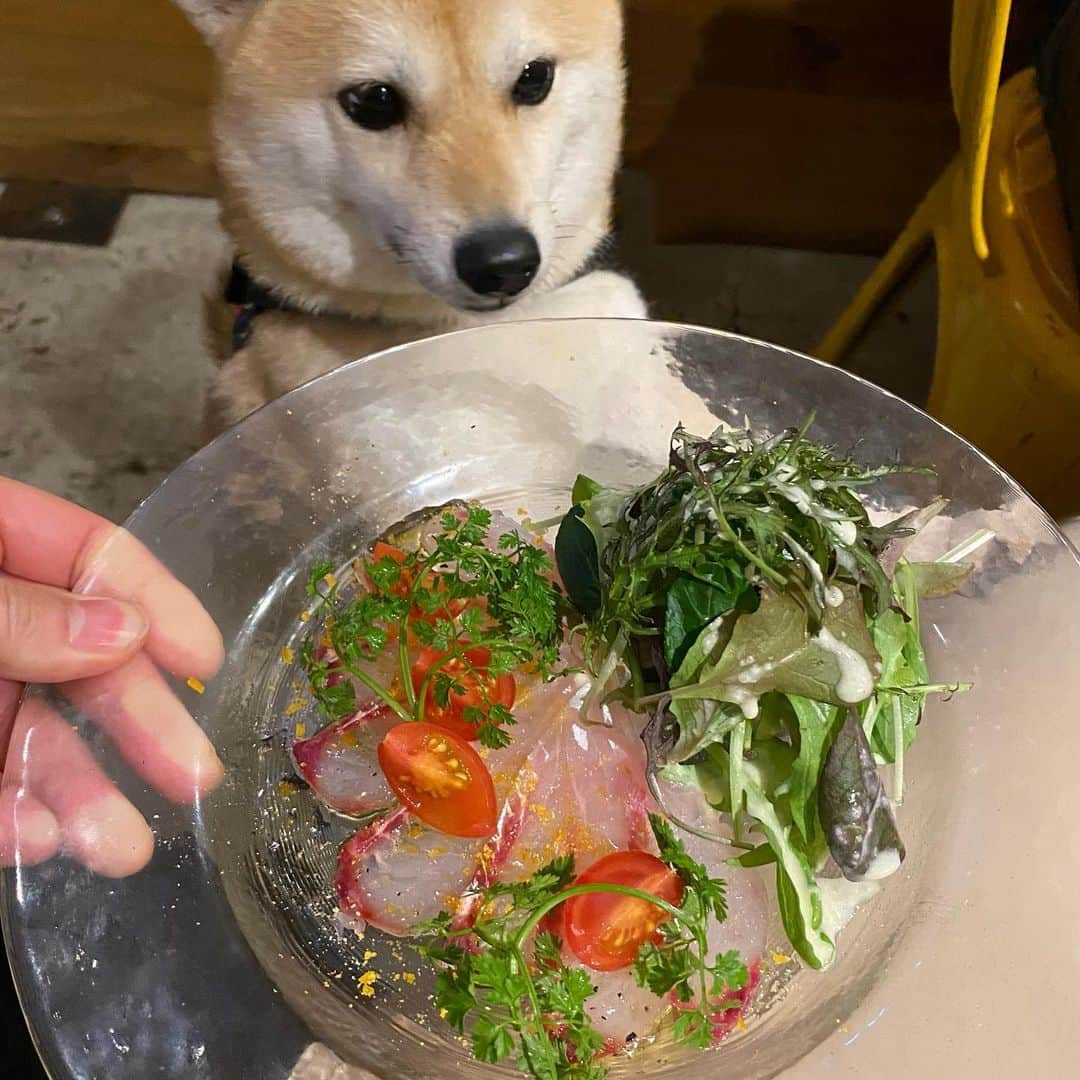 アブさんのインスタグラム写真 - (アブInstagram)「今年の1月頃に食べに行った時の写真。 完全に分量の見極め間違えたと思ったけど、ペロリと完食してしまいました。 飲食業界はコロナの影響をモロにくらって大変だと思うので、収束したら沢山食べに行って少しでも貢献するぞー！ #dog #柴犬 #シバチャ #用賀 #ディナー #用賀倶楽部 #犬とご飯」4月23日 18時21分 - abuuungram