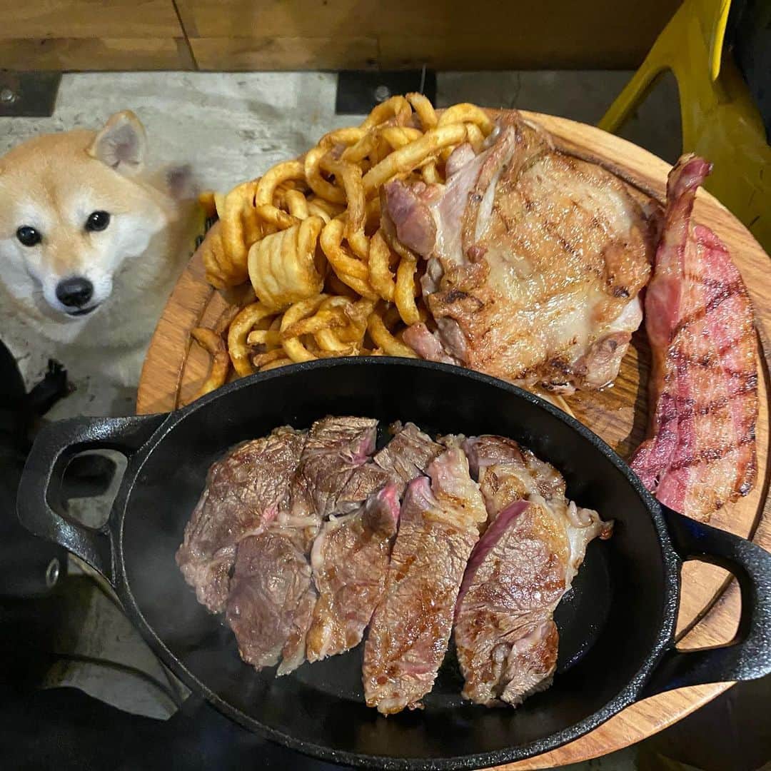 アブのインスタグラム：「今年の1月頃に食べに行った時の写真。 完全に分量の見極め間違えたと思ったけど、ペロリと完食してしまいました。 飲食業界はコロナの影響をモロにくらって大変だと思うので、収束したら沢山食べに行って少しでも貢献するぞー！ #dog #柴犬 #シバチャ #用賀 #ディナー #用賀倶楽部 #犬とご飯」