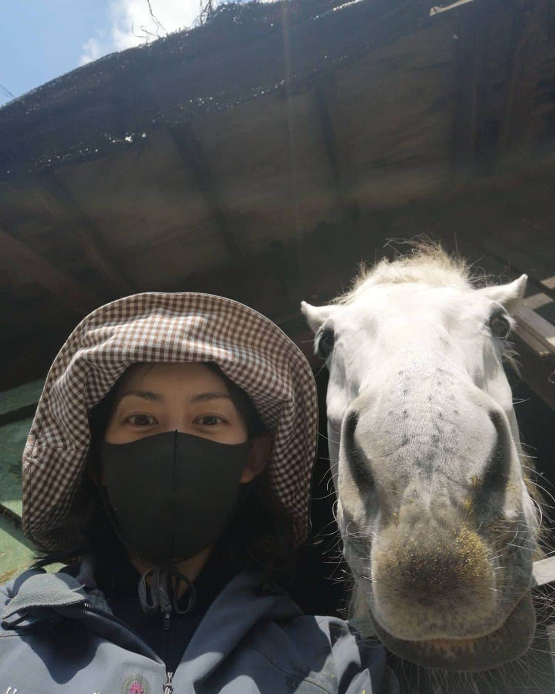 佐藤藍子さんのインスタグラム写真 - (佐藤藍子Instagram)「皆様、おこんばんみーです🍀  今日はポカポカ日和でした🌞  あ、このコはもしかしたら初登場かも🐴 名前は、ギニョール 愛称は、ギニョ ウェストファーレン、サラブレッドの品種が流れている、穏やかで心が優しすぎるコ🐴 息子ぽっきゅん🐴と一緒に放牧に出ています😆 部屋もおとなり同士👍  大きな身体のギニョが、小さな身体のぽっきゅんを頼っている姿は何とも微笑ましいです🎵  #ポニー#ウェストファーレン馬#ハフリンガー#ドレッサージュハフリンガー #ドレッサージュポニー #馬場馬#haflinger #dressagehaflinger #pony#dressagepony #horse #westphalian #westfalen #aikosato #佐藤藍子」4月24日 0時10分 - sato_aiko_official