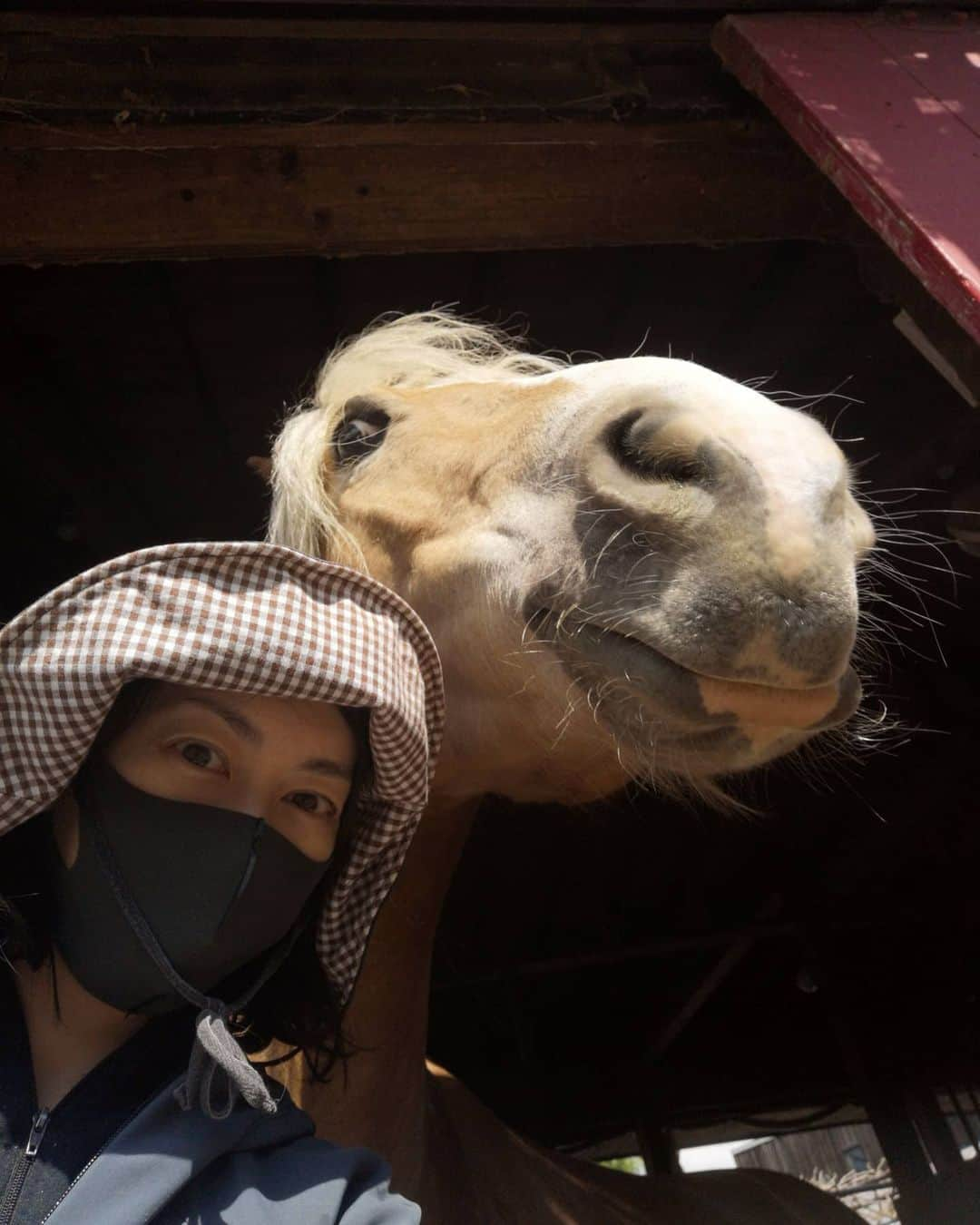 佐藤藍子さんのインスタグラム写真 - (佐藤藍子Instagram)「皆様、おこんばんみーです🍀  今日はポカポカ日和でした🌞  あ、このコはもしかしたら初登場かも🐴 名前は、ギニョール 愛称は、ギニョ ウェストファーレン、サラブレッドの品種が流れている、穏やかで心が優しすぎるコ🐴 息子ぽっきゅん🐴と一緒に放牧に出ています😆 部屋もおとなり同士👍  大きな身体のギニョが、小さな身体のぽっきゅんを頼っている姿は何とも微笑ましいです🎵  #ポニー#ウェストファーレン馬#ハフリンガー#ドレッサージュハフリンガー #ドレッサージュポニー #馬場馬#haflinger #dressagehaflinger #pony#dressagepony #horse #westphalian #westfalen #aikosato #佐藤藍子」4月24日 0時10分 - sato_aiko_official