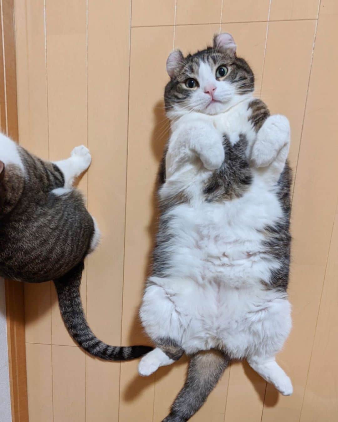 スノーのインスタグラム：「Long time no see #totoro on Snow’s tummy! Who wants to rub face on this fluffy belly?🥰 ・ #となりのトド猫 ・ The #covid19 cases are increasing here in Japan. We are worried but only thing we can do now is staying at home and being calm. Snow and Sunny really calm us down by their cuteness. Hope our posts can bring you a little piece of peace as well. May God bless everyone of us. • #meowed #catsofinstagram #cats_of_instagram #catstagram #catofinstagram #instagood #cat #cats #kucing #gato #chat #catloversclub #catlover #9gag #weeklyfluff #kedi #katze #kawaii #neko #instagramjapan #고양이 #кот #แมว #猫 #ふわもこ部 #ペコねこ部」