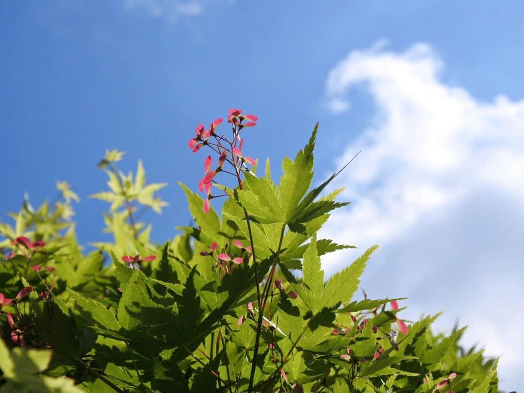 中山美香さんのインスタグラム写真 - (中山美香Instagram)「2020.4.23 . . . #植物 #花 #緑 #空 #青 #smile #green #blue #sky #flowers」4月23日 18時58分 - mika5nakayama