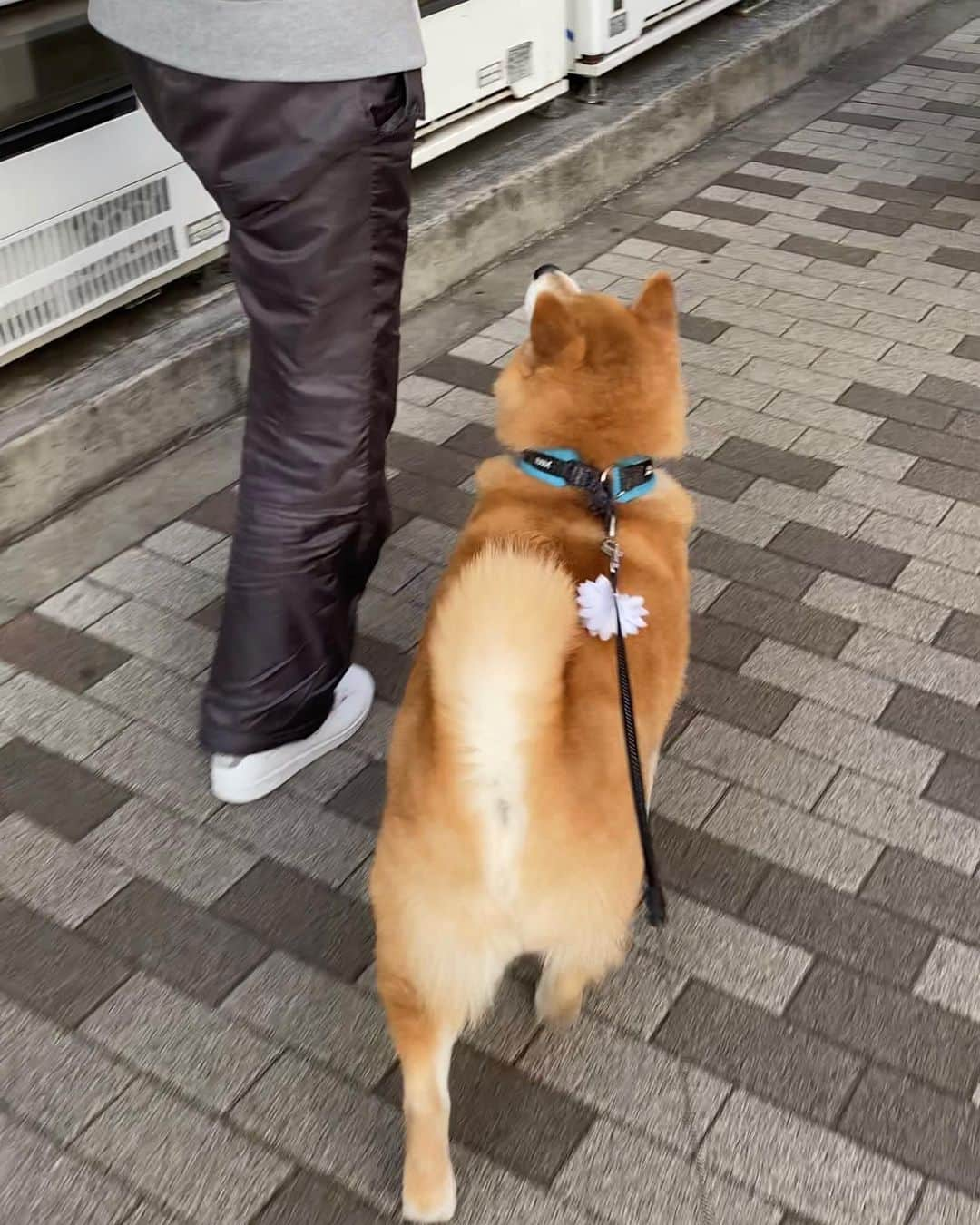 まる（まるたろう）さんのインスタグラム写真 - (まる（まるたろう）Instagram)「Mom!! Let's go home together. Shall I carry your bag? ✨🐶😊✨あれ？ママじゃないの！偶然だね〜　一緒に帰ろっか！あ、荷物持つから。 #まるの尻尾に引っ掛けていいよ #まる尻尾鍛えてるから大丈夫 #っていうかパパ荷物持ちなさいよ #何ぼーっと突っ立ってんの #ほら #はよっ #その荷物って唐揚げ的なサムシングでしょ」4月23日 19時12分 - marutaro