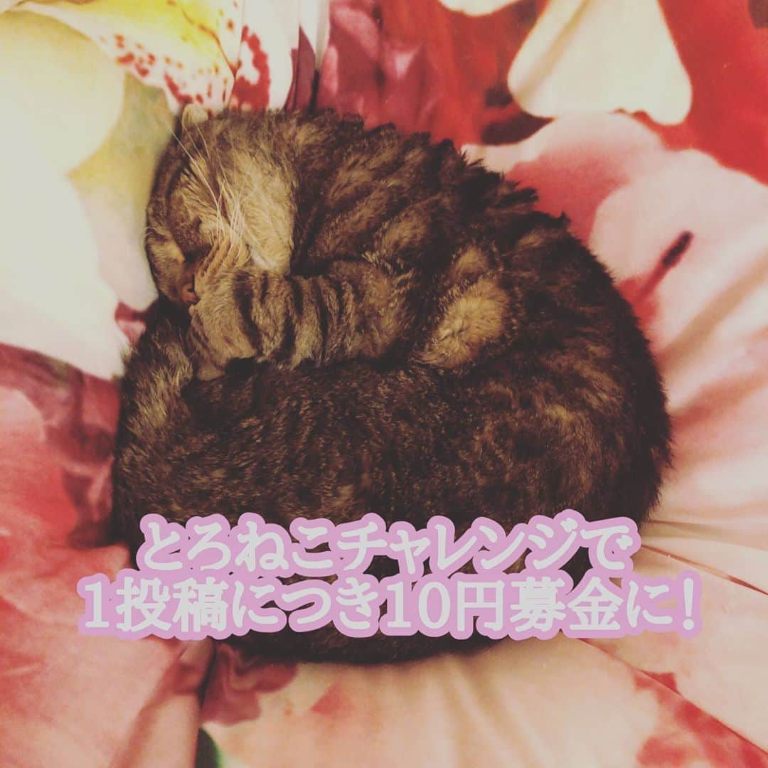 咲本弥生のインスタグラム：「#とろねこチャレンジは、 投稿数に応じた寄付金を「保護猫の飼い主募集活動」 に活用することで、引き取り手を増やし、殺処分を減らすために始まりました。  寝ている猫の写真や動画を「#とろねこチャレンジ」というタグを付けて SNS（ツイッターかインスタグラム）に投稿するだけです！  １投稿に付き10円が募金されます。（写真１枚に付きではなく１投稿に付き10円です）  募金されたお金の使い方は、 ２割がキャットフード代で、８割がSNSを通じた飼い主募集広告に使われます。  募金先は NPO法人（特定非営利活動法人）Rencontrer Mignon（ランコントレ・ミグノン）  募集期限は2020年の2月7日～4月30日まで 投稿数上限は30万件（寄付金300万円）まで  花王株式会社が行っている企画です🐈」