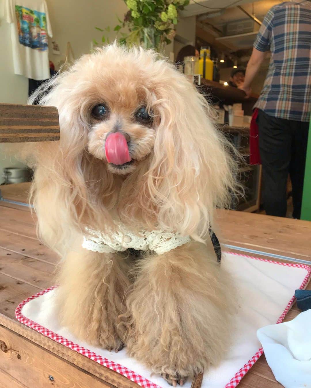 Toypoodle Mikuru?Asakusa Tokyoのグルメインスタ