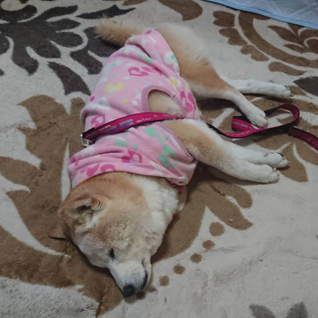 柴子さんのインスタグラム写真 - (柴子Instagram)「今日は良く寝る柴子(仮名)さん。 ご飯の時間にはピッタリ起きる食欲魔神は相変わらず(笑)　 良く食べ良く出し、良く寝るのが良いのかな(о´∀`о) #柴犬　#shibainu #shibastagram」4月23日 20時12分 - senogawadogs