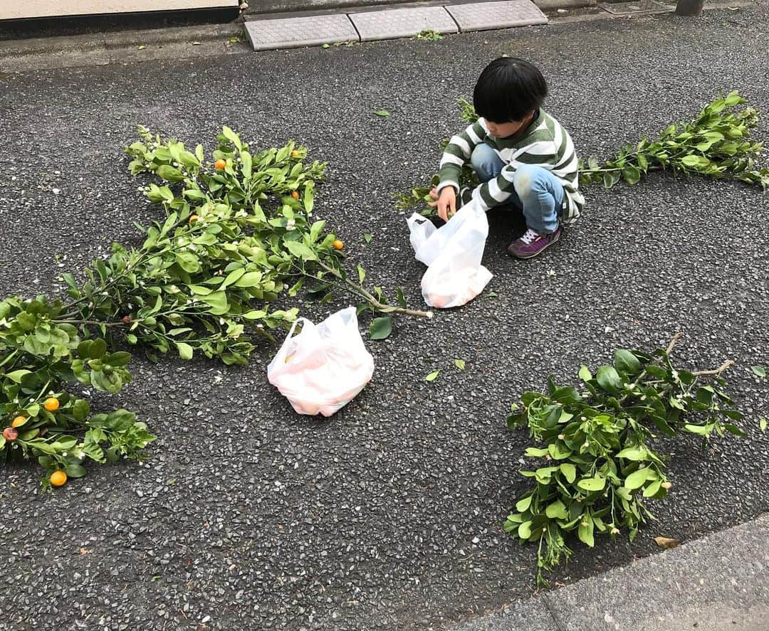 神野美伽さんのインスタグラム写真 - (神野美伽Instagram)「今日は、 伸びに伸びた庭の木をきれいにしました  保育園が休園になり、お友達とも会えない甥はひとり庭で夢中になって遊んでいました  #保育園休園  #友達に会えない  #庭で遊ぶ」4月23日 20時37分 - mika_shinno_japan