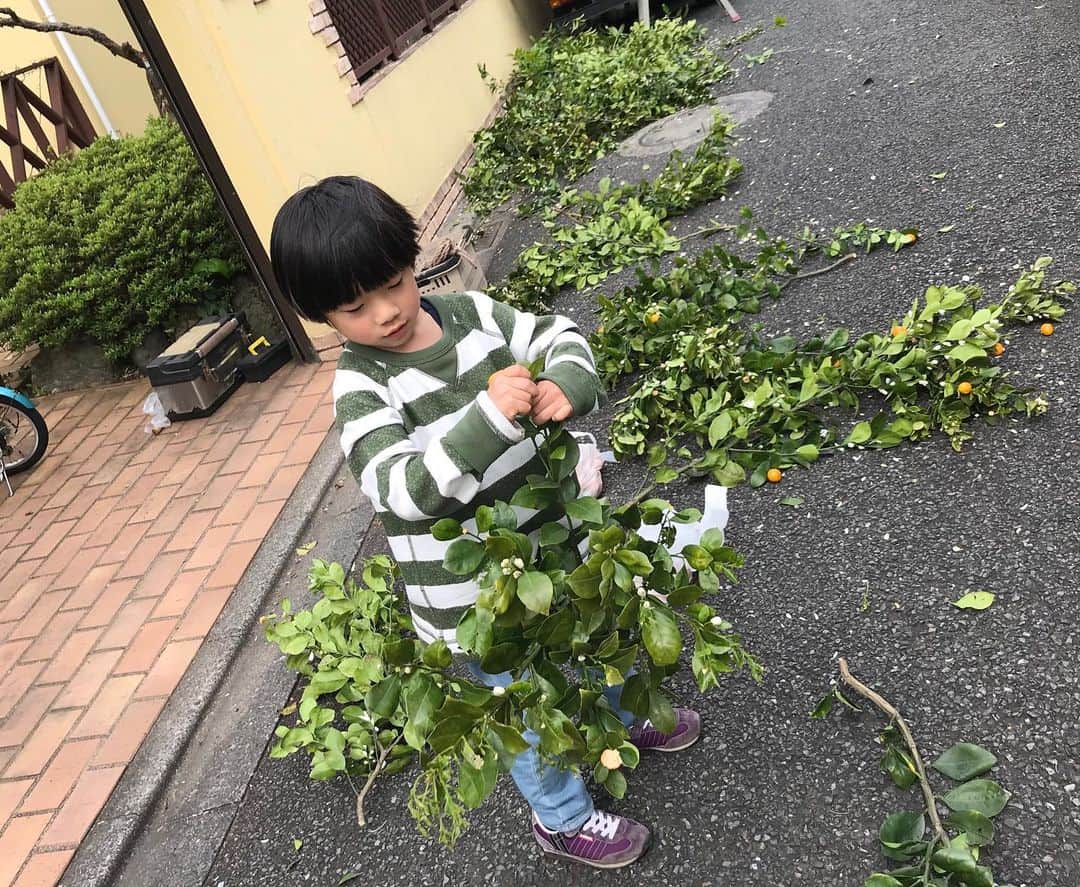 神野美伽さんのインスタグラム写真 - (神野美伽Instagram)「今日は、 伸びに伸びた庭の木をきれいにしました  保育園が休園になり、お友達とも会えない甥はひとり庭で夢中になって遊んでいました  #保育園休園  #友達に会えない  #庭で遊ぶ」4月23日 20時37分 - mika_shinno_japan