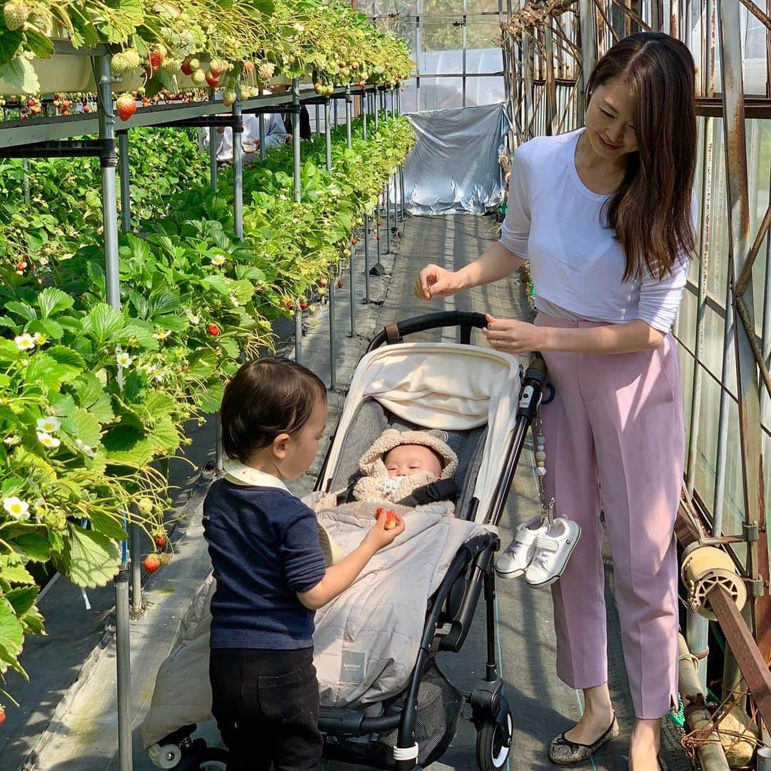 花田浩菜のインスタグラム：「#時差投稿 🍓 . . そういえばこの間苺サンドの投稿した時に、１月末くらいに行ったいちご狩りの写真も思い出したので載せてみる🍓 . いちご狩りに行く時はいつもピンク系の洋服が着たくなりこの日もピンクのカラーパンツ😊 合わせているトップスは @chocoa_official のものでシンプルなカシュクールトップスになっていて、めくるだけで授乳できます🤱 カラーパンツなどにインして着るのにすごーく便利な#授乳トップス で今でも売っていますよ🤱❤️ . . この時は家族4人になって、みんなで初めてのいちご狩り✨あまーくてとっても美味しかったな🍓 . . 数ヶ月後の今、いちご狩りも行ける日はいつくるのか分からないような状況になるなんて、思ってもみなかった。 . この間から４月はまだ美味しい苺がたくさん取れるはずなのに、いちご農園がコロナで大打撃を受けていたりいちご狩り用の苺が大量にダメになりそうになっていたりするニュースもたくさん見て心が痛み😢いちご農家から苺をネットで買って応援できるところもあるので微力ながら買わせて頂き、息子が美味しく毎日食べているのを見て『いちごさん、喜んでるね😊😊🍓』というお話をしたりしていて。 大変なこともあるけれど、家で元気に平和に過ごせることは本当〜にそれだけで幸せなことだなと思った。 感謝の気持ちでいっぱいです。 いつになるかわからないけれど、いつかまたみんなで息子の大好きな美味しい苺をモリモリいちご狩りで食べられる日が来るといいな😊🍓 . . #時差投稿 #時差スタグラム  #コロナに負けるな #お取り寄せ #苺 #フードロス #2歳差育児 #2歳差兄妹 #男の子ママ #女の子ママ #赤ちゃんのいる生活 #新米ママと繋がりたい #苺 #🍓 #ママコーデ #授乳コーデ #CHOCOA #happy #happydays」