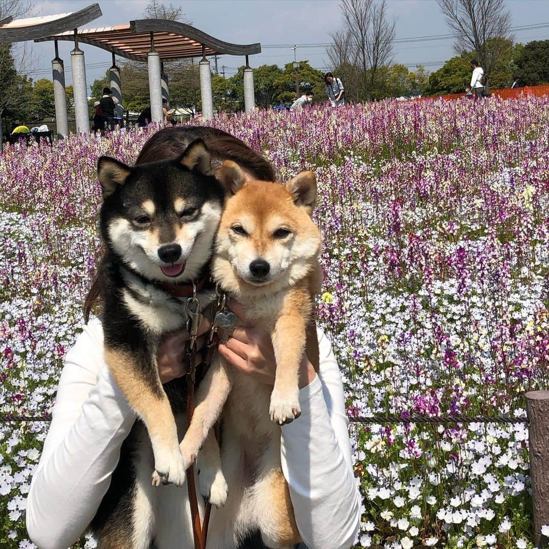 豆柴なつ&ふゆのインスタグラム