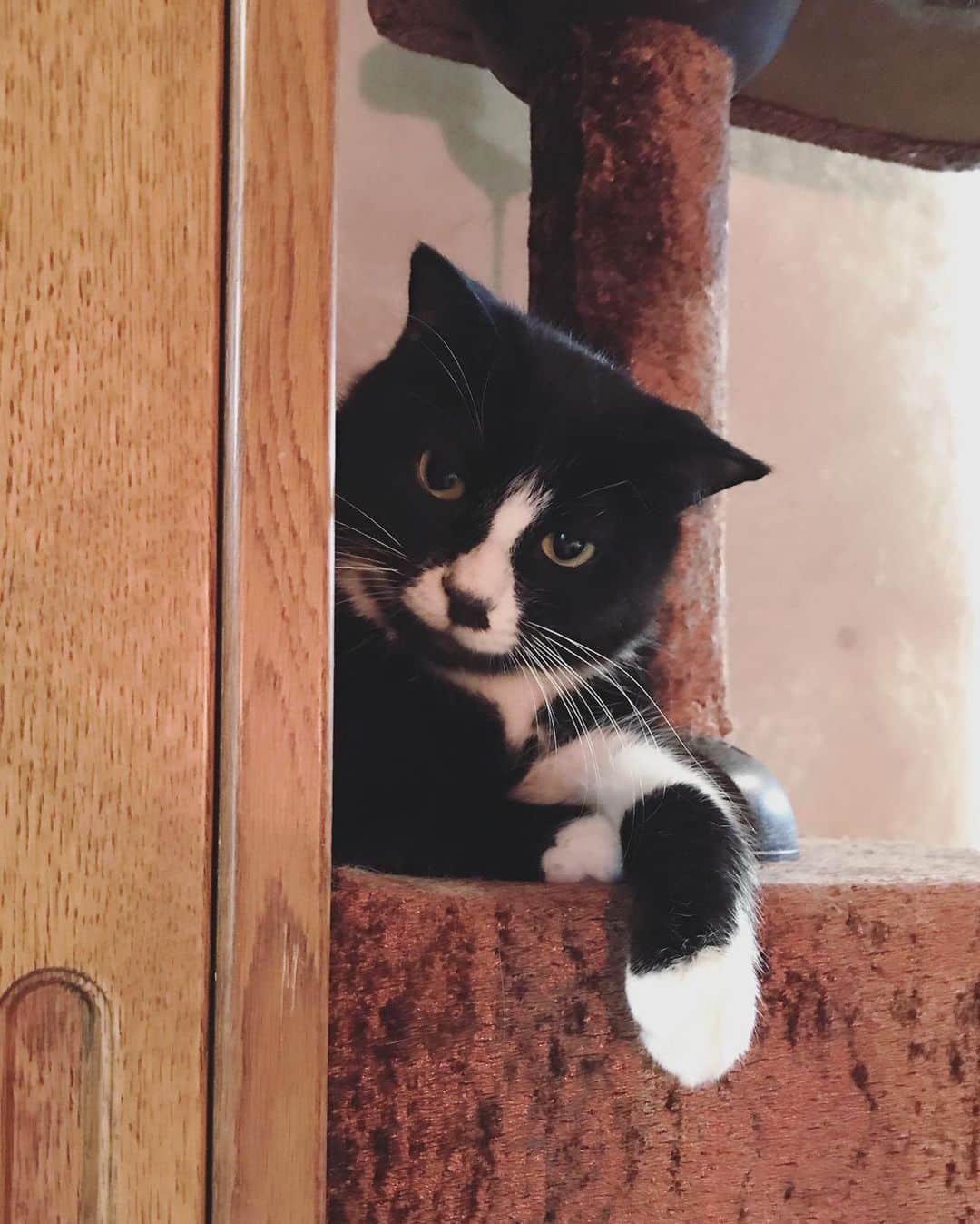 もじゃころのインスタグラム：「今日のニンニン族です！坂東のことはキライです！  #鼻にんにく黒コロ」
