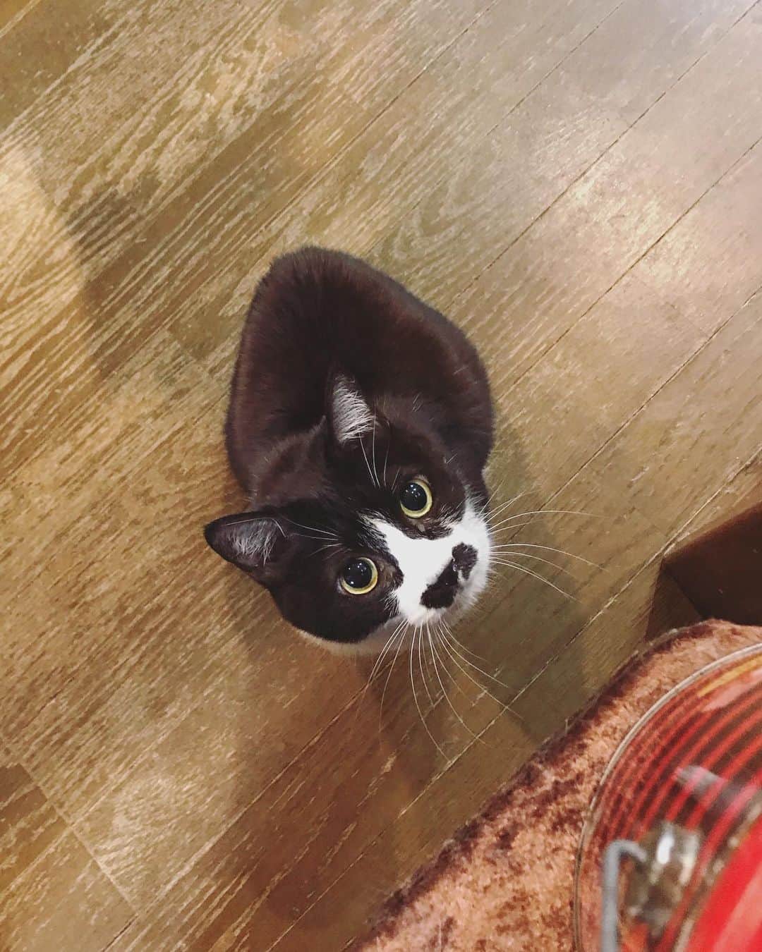 もじゃころのインスタグラム：「今日もキュルリンビームいただきました🥰  #チョッチュ具志コロペッペ」