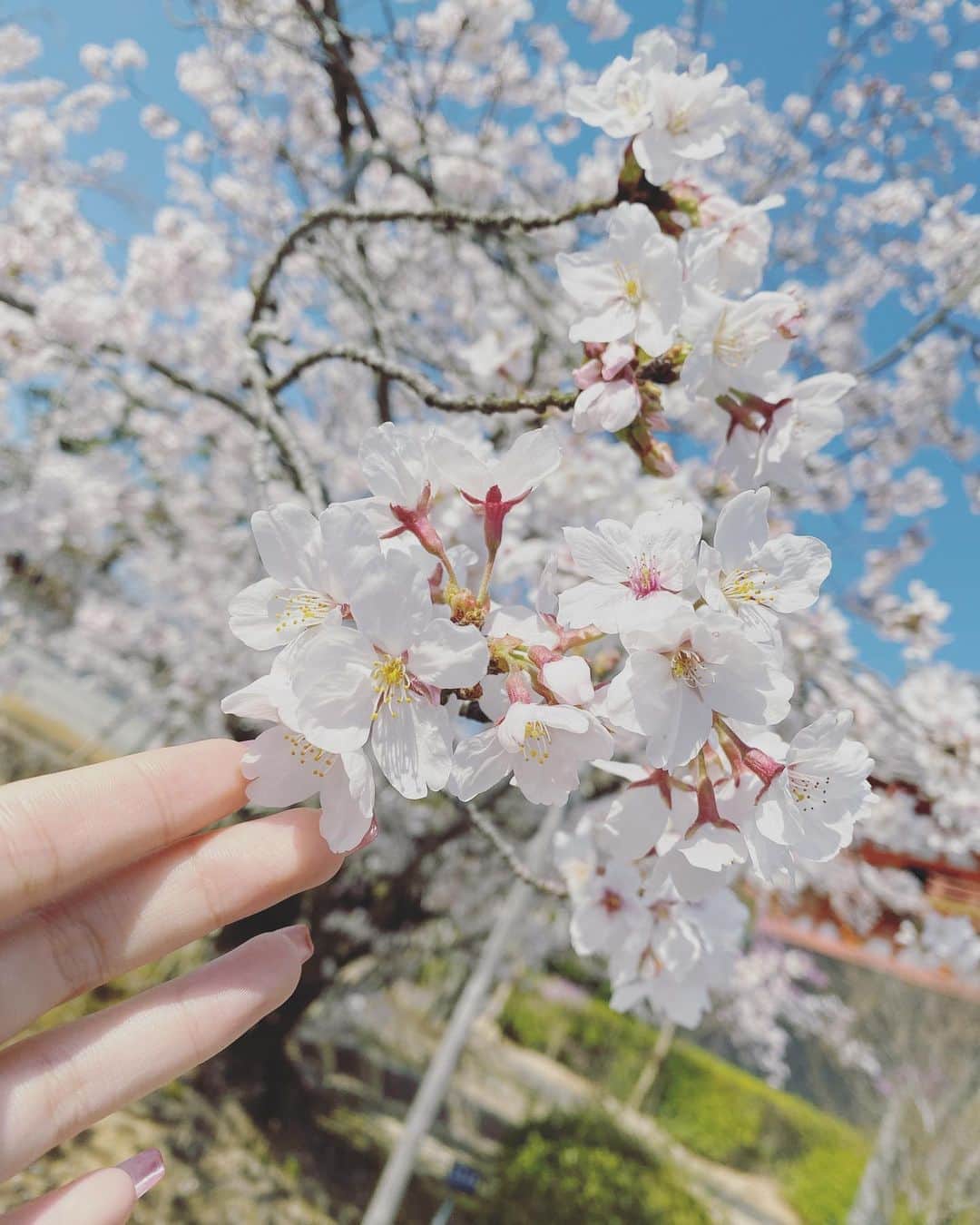 宅島紗彩さんのインスタグラム写真 - (宅島紗彩Instagram)「﻿ ﻿ ﻿ 去年京都行った時の😊🌸﻿ ﻿ ﻿ ﻿ とても綺麗だった✨﻿ ﻿ ﻿ ﻿ #kyoto #trip #flower #cherryblossom #flower #sakura #sora #京都 #桜 #🌸 #🌷 #💗 #✨」4月23日 21時23分 - saaya__822