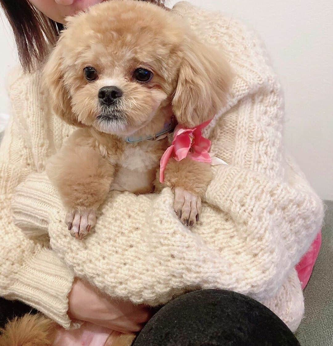 Manitasのインスタグラム：「いろんなご縁があて急遽トリミングに行ったけどおにゅーコマちゃんもかわいすぎる。でも全然別犬になた。ばく 念願のひつじカットです☺️🐑💕 (もはや伸びてきて毛がくるくるです) #犬のいる暮らし #ペキプー」