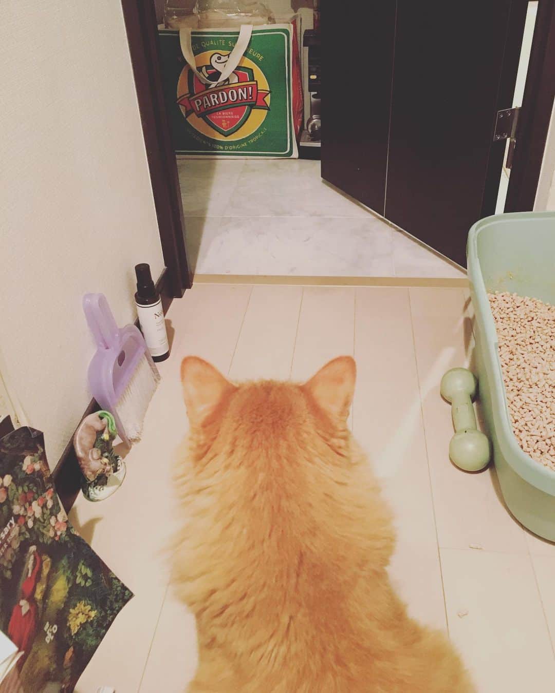 猫沢エミさんのインスタグラム写真 - (猫沢エミInstagram)「ママ…できるだけ早くピピして！じゃないといのしし🐗来ちゃうから。早く！  う、うん。わかった。  #ユピ坊 のトイレ護衛　#でもやっぱりいのしし🐗来ないと思うんだけどね」4月23日 21時55分 - necozawaemi