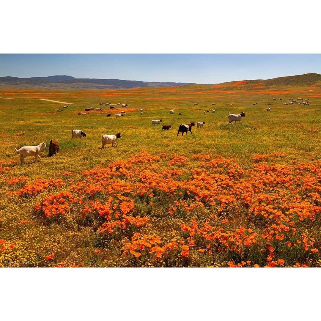 Gerd Ludwigさんのインスタグラム写真 - (Gerd LudwigInstagram)「When returning to Antelope Valley after posting my image from a few days ago—in which I also reminded everyone not to trample the flowers—I happened upon this group of goats and a few sheep, grazing among (and some even happily munching on) the blooms, without shepherd or sheepdog in sight. Your comments, please…  @thephotosociety #AntelopeValley #wildflowers #California #superbloom」4月23日 22時01分 - gerdludwig